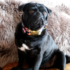 Sesame in Flannel Dog Collar Maizie Square