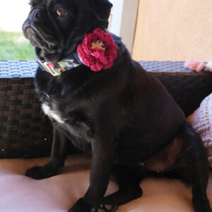 pug floral dog collar with crochet flower