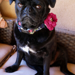 pug floral dog collar with flower
