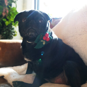 mistletoe dog collar holiday accessory sesame