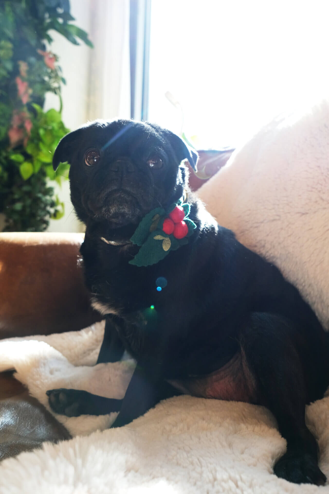 mistletoe dog collar holiday accessory sesame