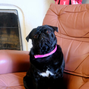 embroidered pink velvet fi dog collars pug