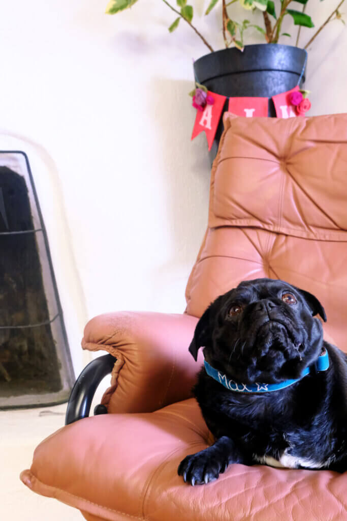 embroidered velvet fi collar pug