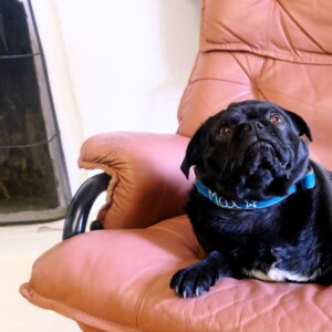 velvet fi collar on pug square