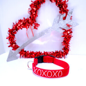xoxo valentine dog collar