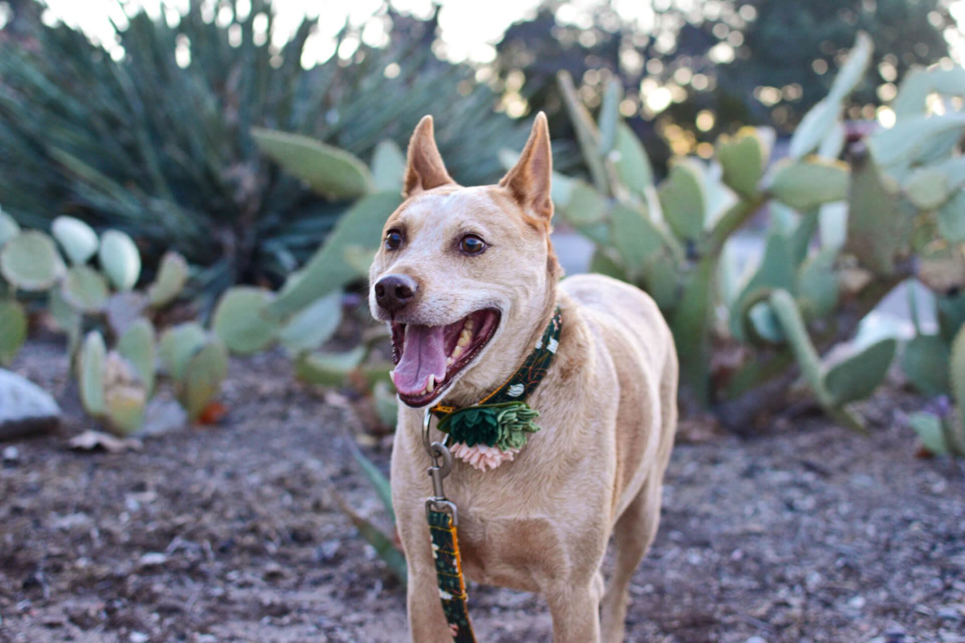 Fox dandellion collar cactus