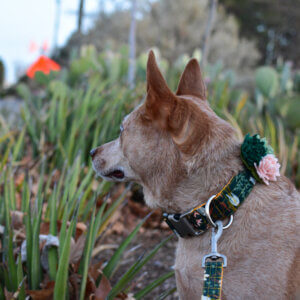 Fox dandellion collar wide