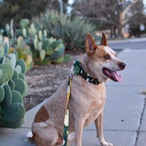 Fox on walk dandelion canvas