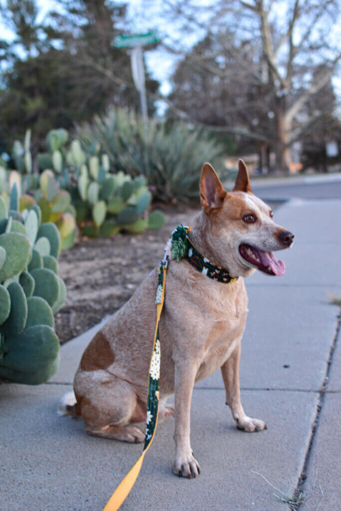 Fox on walk dandelion canvas