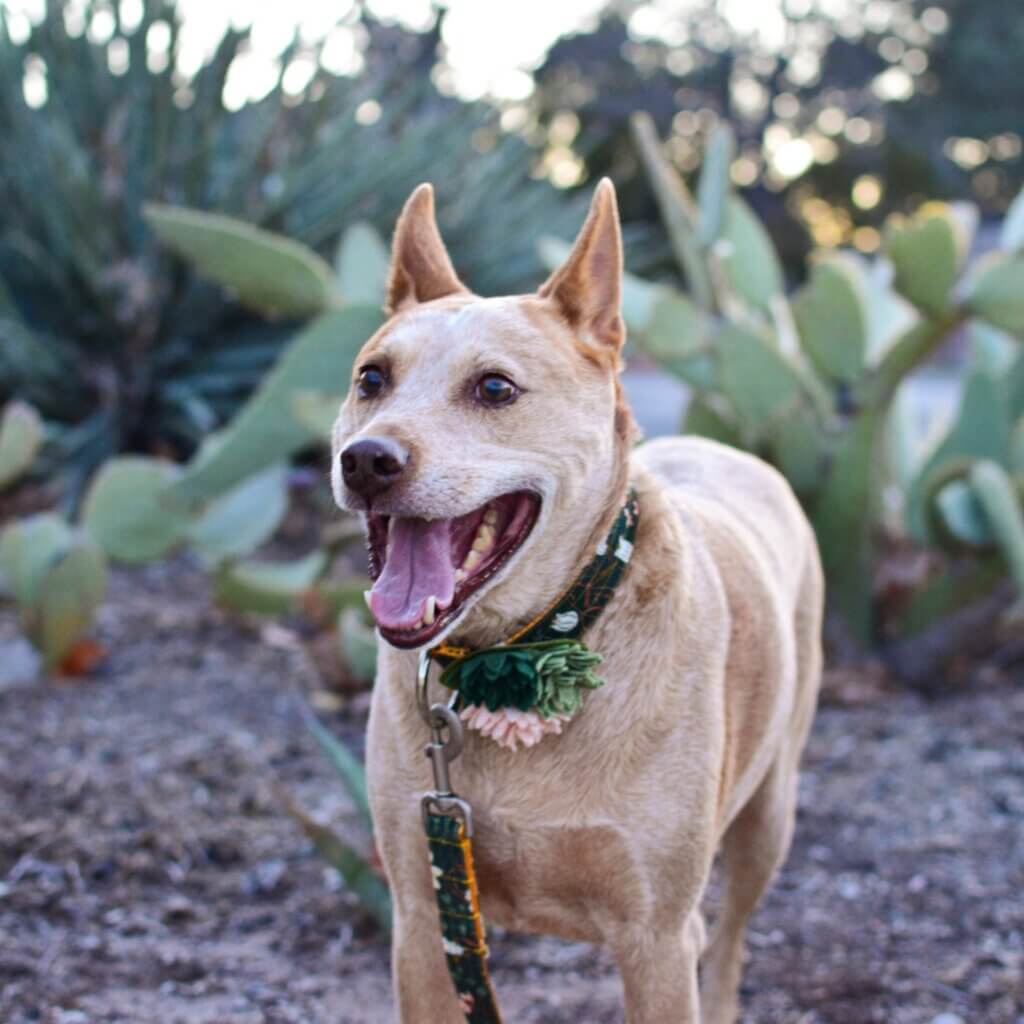 Fox succulent dandelion collar square