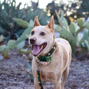 Fox succulent dandelion collar square
