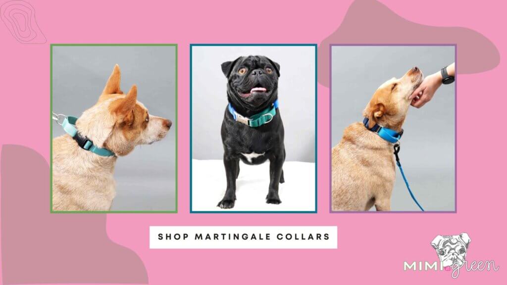 Graphic with three dogs wearing Mimi Green Marintgale Collars