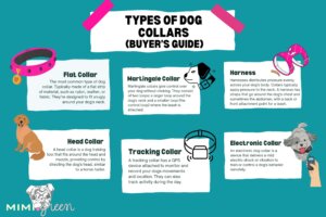 Graphic showing six different types of dog collars