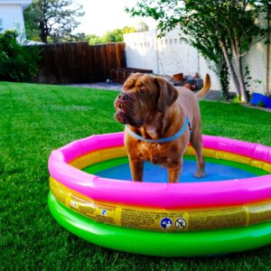 Mastiff in a pool laminated vibes collar