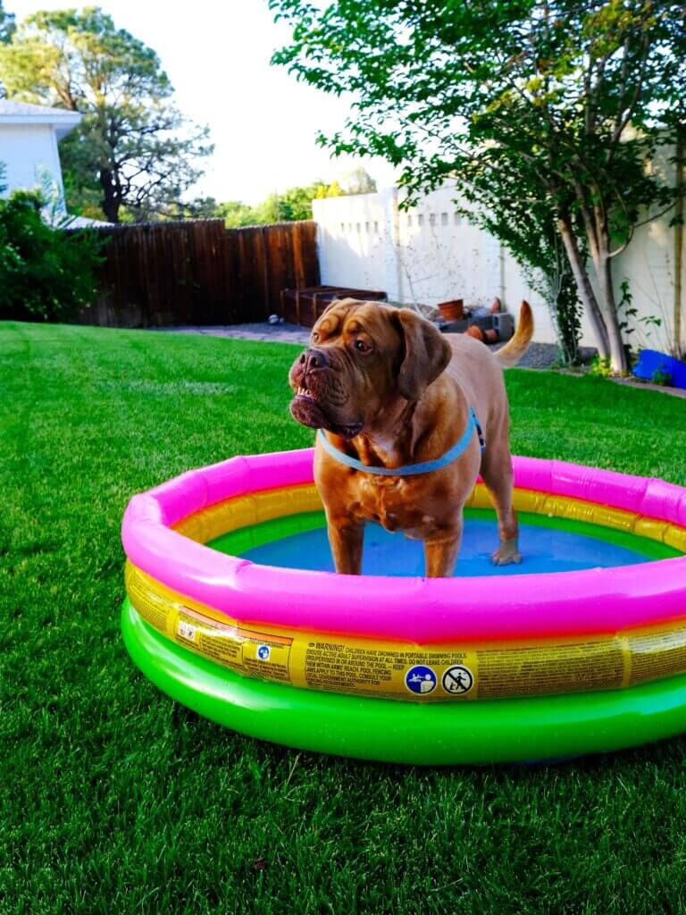 Mastiff in a pool laminated vibes collar