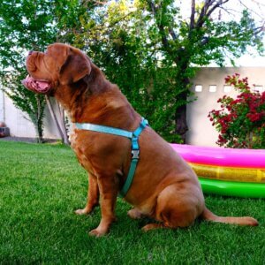 frank pool 3 square teal vibe laminate