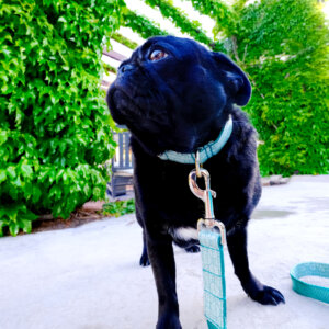 pug vibes laminated dog collar