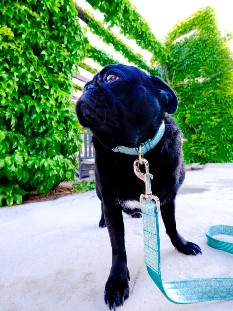 pug vibes laminated dog collar