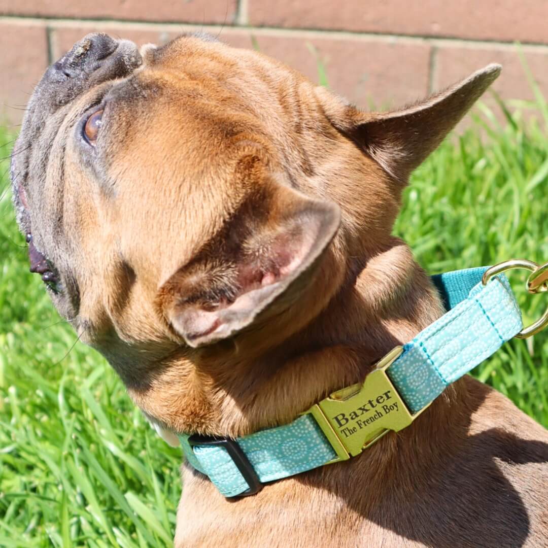 square frenchie engraving