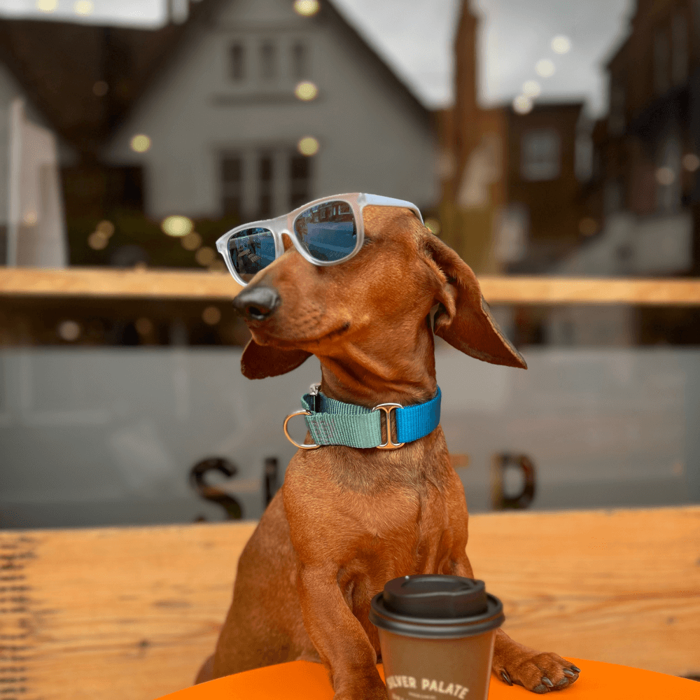 weiner dog martingale two tone