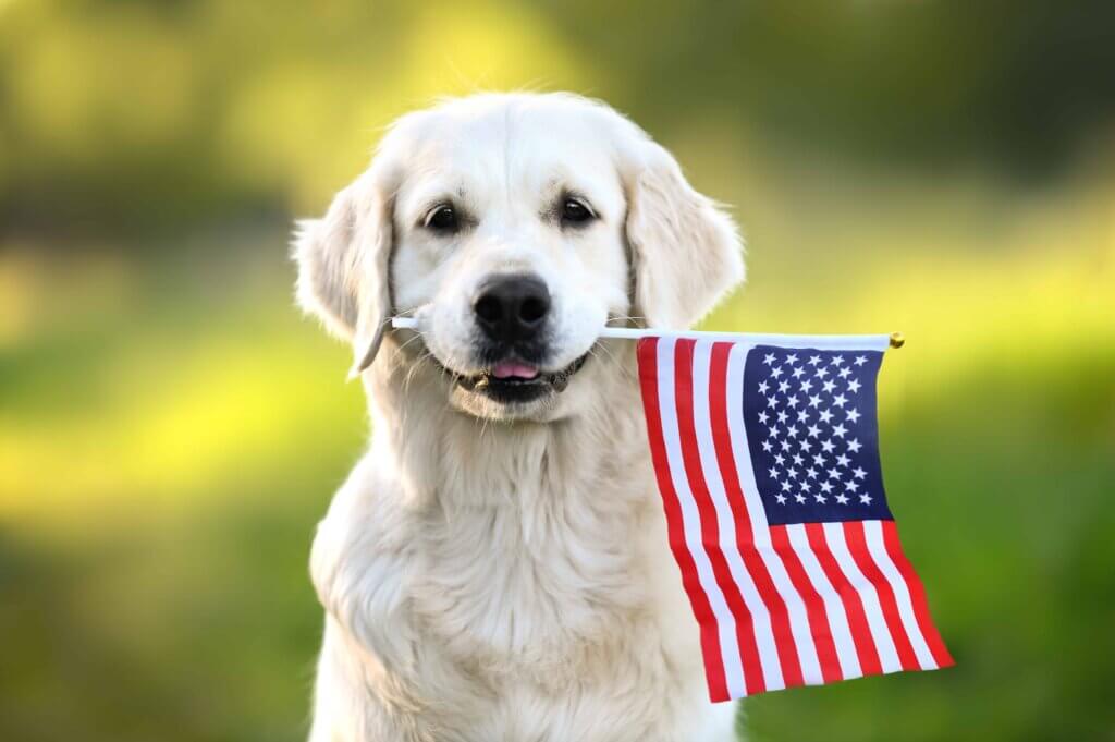 4th of july pics with dogs