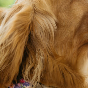 Junie dog collar golden retriever