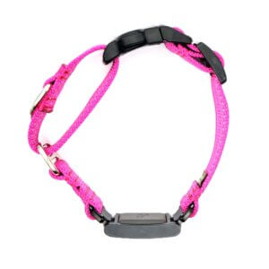 Reflective Nylon Fi Buckle Martingale raspberry
