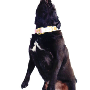 sesame in waterproof fi slip collar pug