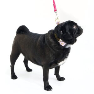 Sesame in waterproof fi slip collar pug square