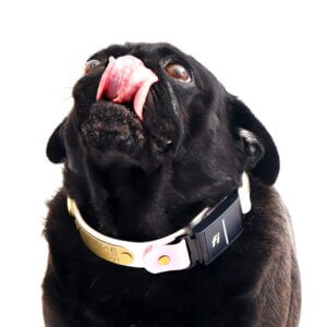 AJM sesame in waterproof fi slip collar square