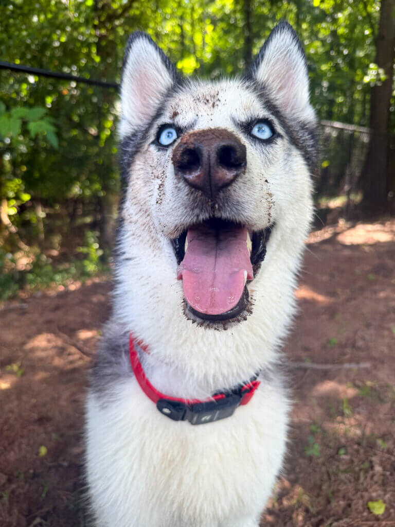 Fi Waterproof Slip Collar on Gizmo Husky