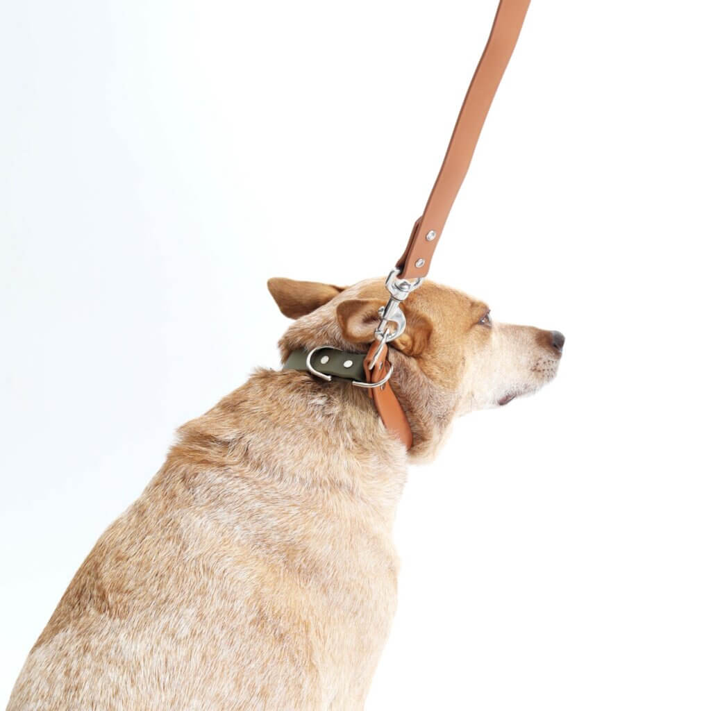 fox in two tone waterproof slip collar