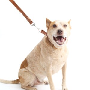 fox in two tone waterproof slip collar