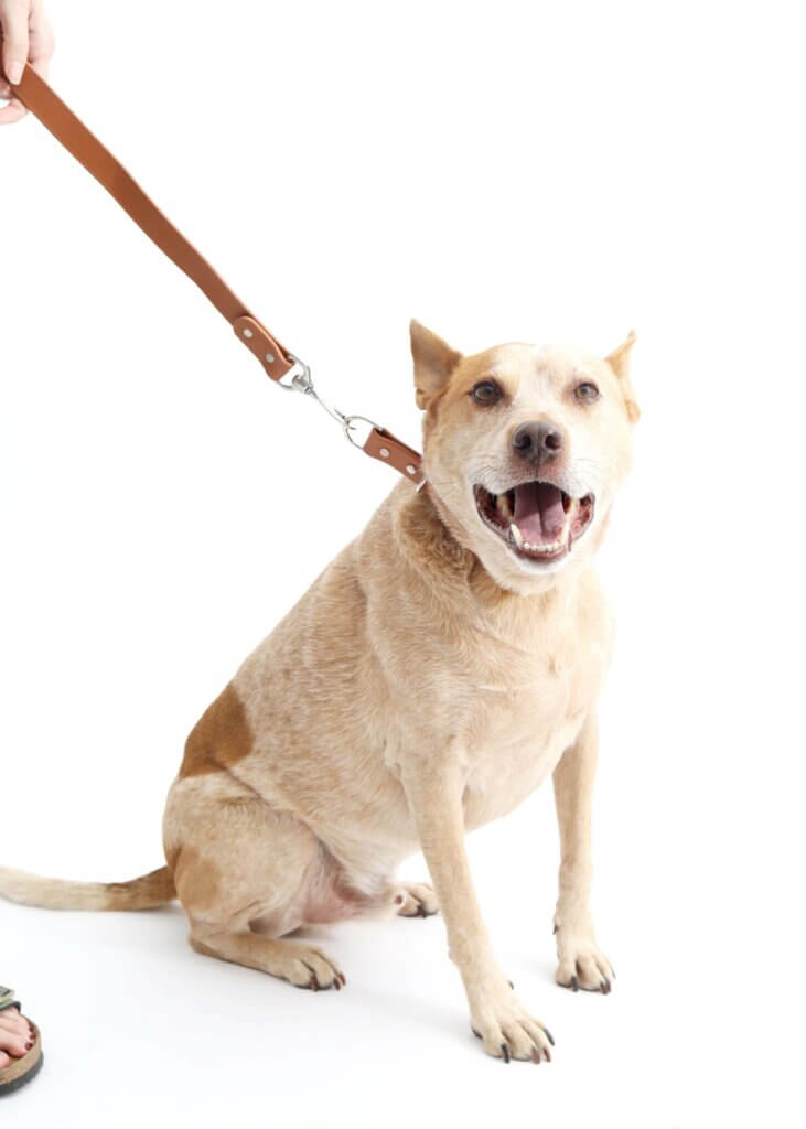 fox in two tone waterproof slip collar