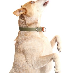 fox in two tone waterproof slip collar