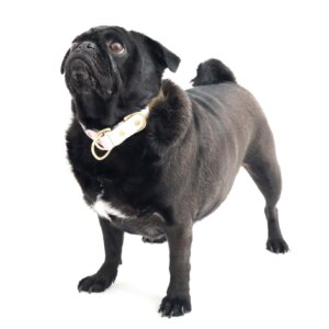 sesame in waterproof fi slip collar