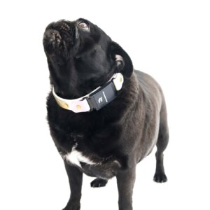 sesame in waterproof fi slip collar