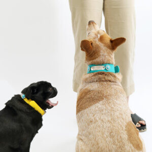 sesame and fox in waterproof belt buckle w beaded concho