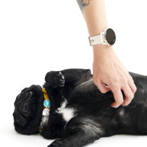 sesame pug in concho collar with nameplate