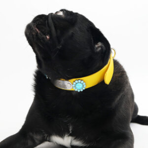 sesame pug in concho collar with nameplate