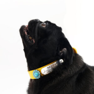 sesame and fox in waterproof belt buckle w beaded concho