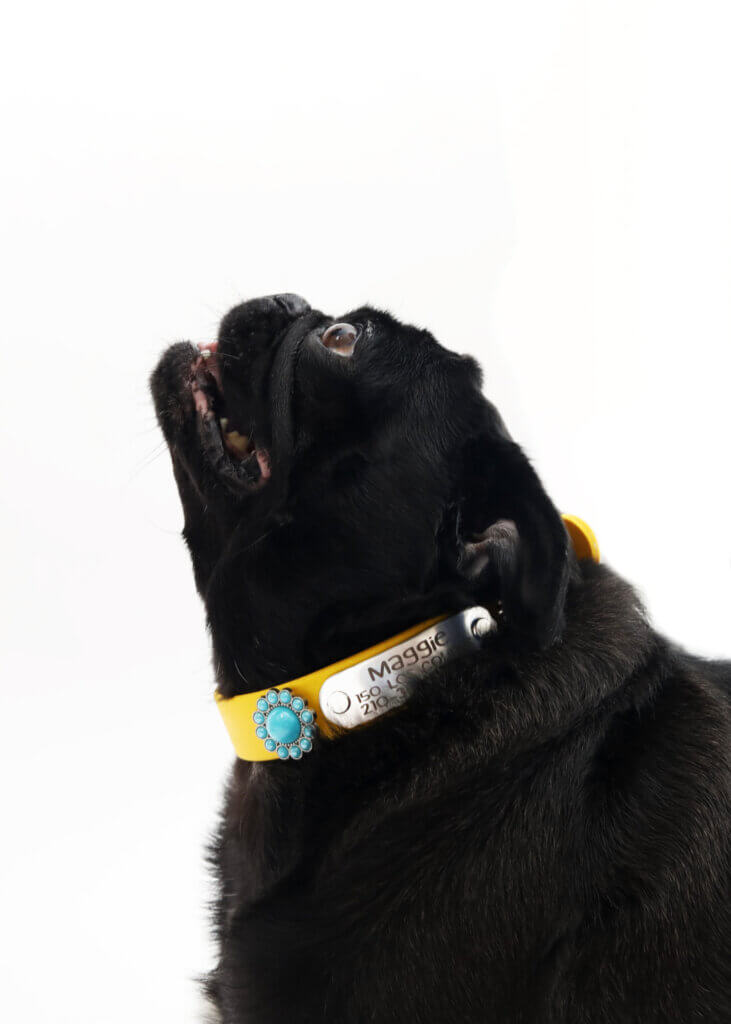 sesame and fox in waterproof belt buckle w beaded concho