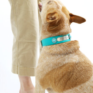 fox heeler in waterproof belt buckle w beaded concho