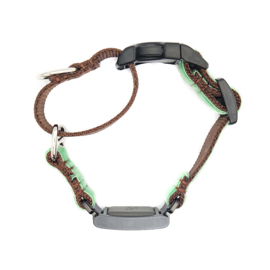 velvet buckle fi martingales