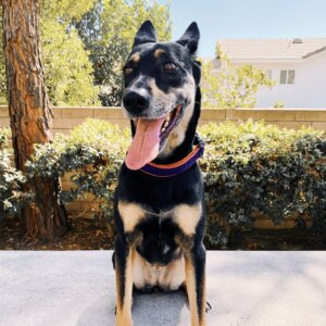 Halloween Velvet Dog Collar Purple and Orange on Mutt