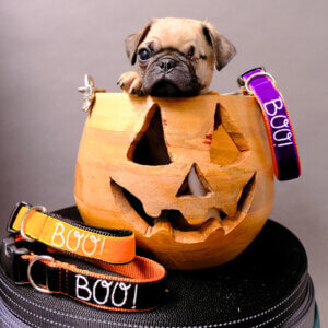 Halloween Dog Gifts