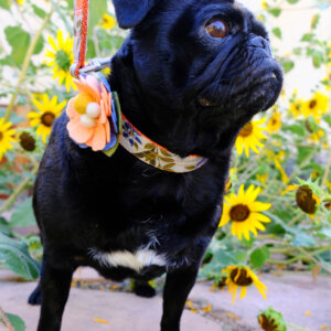 Sesame Pug in sunflowers flourish collar