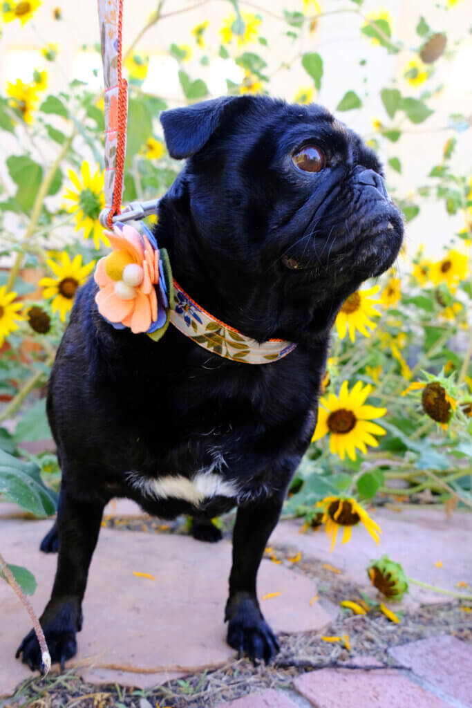 Sesame Pug in sunflowers flourish collar