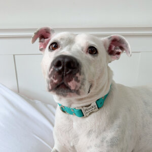 Waterproof collar on teal