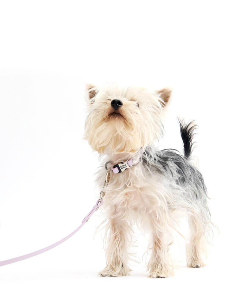 yorkie obi in 3_8 waterproof puppy collar